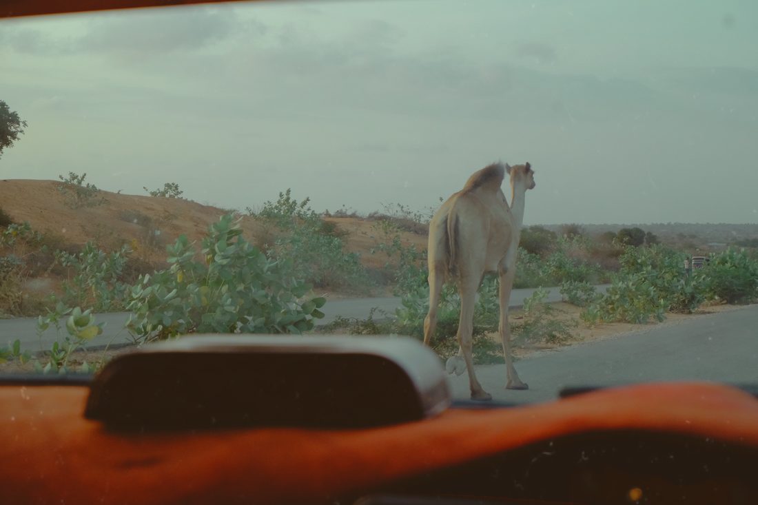 A camel walks along the edge of a tarmac road, seen through a vehicle windscreen