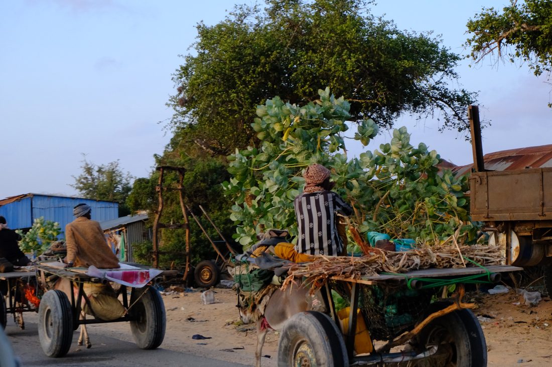 Two donkey carts loaded with cut green browse and firewood pass each other on a sandy roadside beside corrugated-iron buildings
