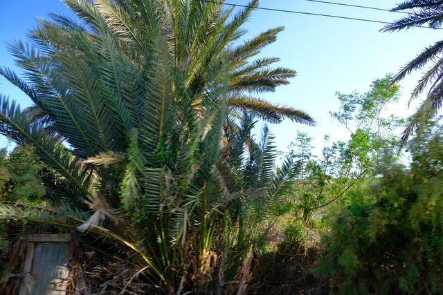 Date palms in full leaf against a clear blue sky