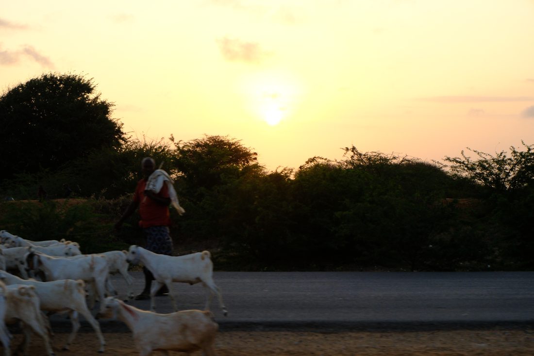 A herder walks behind a flock of white goats crossing a tarmac road as the sun sets behind trees