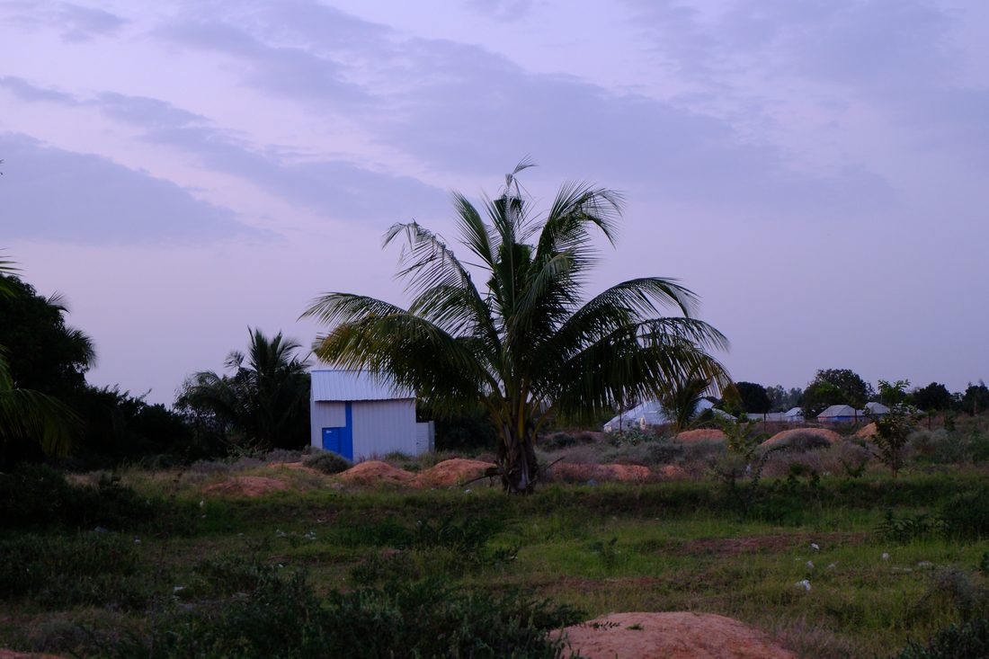 A palm tree and a small blue-doored store shed on a green smallholding at dusk, with tilled earth mounds and greenhouses behind