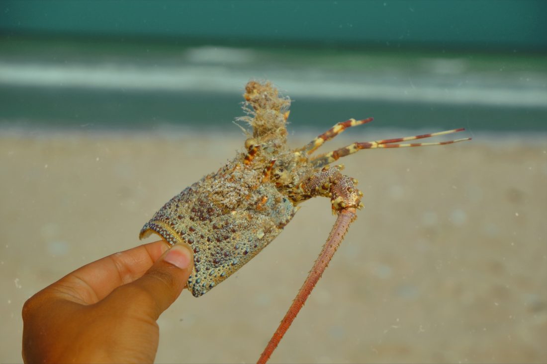 A hand holds up a sand-covered spiny lobster with long banded antennae, against the sea and beach behind