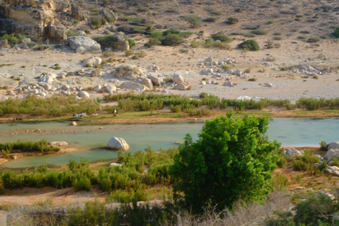 Pools of standing water held in a wide, rocky, dry watercourse, with green vegetation growing thickly along the water's edges